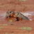Wildlife Expert Safari Wildlife Expert Safari