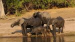 BOTSWANA ACCOMMODATED TOUR, 16 days BOTSWANA ACCOMMODATED TOUR, 16 days