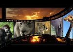Abenteuer Botswana - Tierbeobachtung pur Abenteuer Botswana – Tierbeobachtung pur