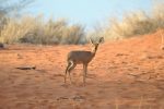 Dikdik: Gruppenreise in Namibia Dikdik: Gruppenreise in Namibia