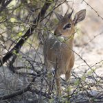 Dikdik: Gruppenreise in Namibia