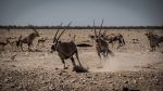 Dikdik: Gruppenreise in Namibia
