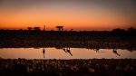 Dikdik: Gruppenreise in Namibia