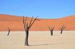 Dikdik: Gruppenreise in Namibia