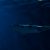Dive the Big 5 - One Week ALIWAL Special Dive the Big 5 – One Week ALIWAL Special